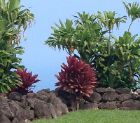 Hawaii